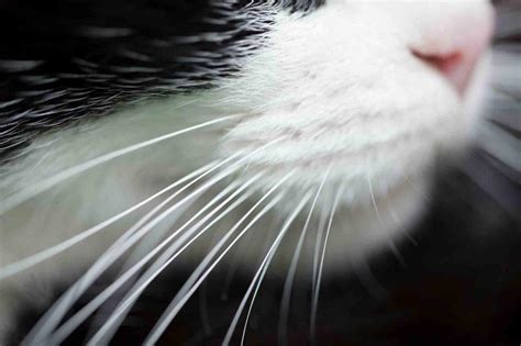 Cat Whiskers: Ancient Guardians of Secrets and Spells